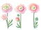 Different detailed pink ranunculus on white background. Elegant flowers for wedding. Illustration can be used for wedding and