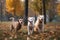 Different dog breeds have fun together. Three friendly dogs in autumn park Generative AI.