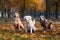 Different dog breeds have fun together. Three friendly dogs in autumn park Generative AI.