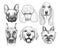 Different dog breeds portraits