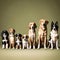 Different dogs in a line - ai generated image