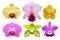 Different Exotic Orchid Flowers Isolated on White Background with Clipping Path