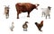 Different farm animals on white background, collage