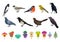 Different Feathered Birds and Nesting Box or Birdhouse Big Vector Set