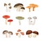 Different Forest Mushrooms or Toadstools with Stem and Cap Isolated on White Background Vector Set