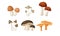 Different Forest Mushrooms or Toadstools with Stem and Cap Isolated on White Background Vector Set