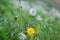 Different generation of dandelions from abloom to withered