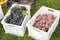 Different grape varieties for winemaking or sale in boxes during the harvest. Black and pink table grapes. Grape variety -