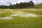 Different Grasses in Meadow Bordered by Trees