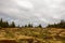 different grasses and pine trees while hiking