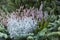 Different green fir needles in flowerpot