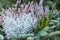 Different green fir needles in flowerpot