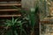 Different green plants in the greenhouse