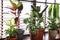 Different green potted plants on window