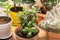 Different home plants. Growing various indoor house plants - fluffy cactus, crassula, ficus, zamiokulkas in pots