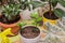 Different home plants. Young little plant zamiokulkas in pot close up. Growing indoor house plants - cactus, crassula, ficus