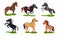 Different Horse Breeds Standing on the Ground Vector Set