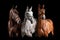 Different horses against black background