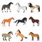 Different horses breed vector set.