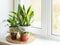 Different houseplants in pots on the windowsill in real room interior: sansevieria trifasciata, schlumbergera, cactus,