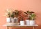 Different houseplants on table near orange coral wall