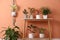 Different houseplants on table near orange coral wall