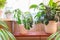 Different indoor plants in living room near window. Stylish composition of home garden in interior with house plants