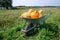 Different kind of pumpkins in wheelbarrow