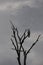 Different kinds of birds on a branch tree in Australia