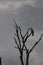 Different kinds of birds on a branch tree in Australia