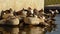 Different kinds of ducks along a pond with a stone wall in a city park