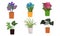 Different kinds of green blooming home plants and flowers in pots vector illustration