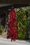 different kinds of hanging chili peppers, Apulia, Italy