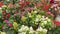Different kinds of ornamental flowers in the interior of a flower nursery or flower showroom, yellow, red, pink and white flowers