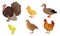 Different Kinds Of Poultry Vector Illustration Set Isolated