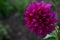 Different and large Dahlia flowers.