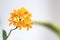 Different looking orange orchid called Epidendrum radicans with beautiful blossoms blooming in umbels