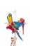 Different macaws on white