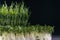 Different microgreens varieties domestic cultivation. Two types of microgreen sprouts on black wall, selective focus.
