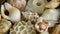 Different mixed colorful seashells as background. Various corals, marine mollusk and scallop shells.