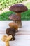 Different mushrooms are in ascending order (cep, brown cap boletus, orange-cap boletus, paxil, chanterelle)