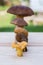 Different mushrooms are in ascending order (cep, brown cap boletus, orange-cap boletus, paxil, chanterelle)