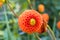 A different orange flower with spherical petals