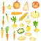 Different orange-yellow vegetables clipart set, , hand drawn watercolor illustration isolated on white.