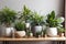 Different organic indoor plants in living room with decorations on the table