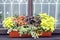 Different plants Coleus in pot on window