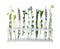 Different plants in test tubes on white