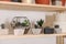 Different potted home plants on shelf. Interior design element