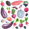 Different purple, pink, blue vegetables clipart set, sweet potato, eggplant, radish, beetroot, hand drawn watercolor illustration