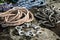 Different ropes and carabiners on rock, closeup. Climbing equipment
